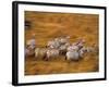 Zebras, Maasai Mara Game Reserve, Kenya-Paul Joynson-hicks-Framed Photographic Print