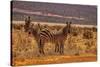 Zebras on alert, Tsavo West National Park, Africa-John Wilson-Stretched Canvas