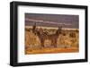 Zebras on alert, Tsavo West National Park, Africa-John Wilson-Framed Photographic Print