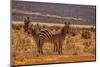 Zebras on alert, Tsavo West National Park, Africa-John Wilson-Mounted Photographic Print