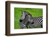 Zebras on Grassland in Zambia-null-Framed Art Print