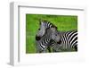 Zebras on Grassland in Zambia-null-Framed Art Print