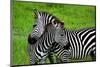 Zebras on Grassland in Zambia-null-Mounted Art Print