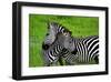 Zebras on Grassland in Zambia-null-Framed Art Print