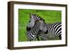 Zebras on Grassland in Zambia-null-Framed Art Print