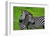 Zebras on Grassland in Zambia-null-Framed Art Print