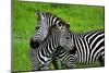 Zebras on Grassland in Zambia-null-Mounted Art Print