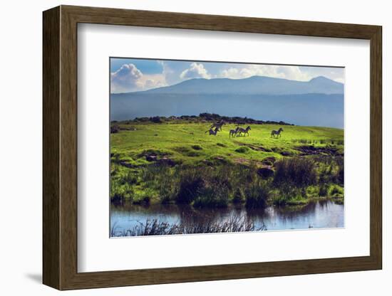 Zebras on Green Grassy Hill. Ngorongoro Crater, Tanzania, Africa-Michal Bednarek-Framed Photographic Print