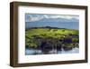 Zebras on Green Grassy Hill. Ngorongoro Crater, Tanzania, Africa-Michal Bednarek-Framed Photographic Print