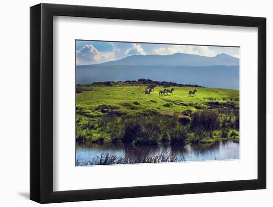 Zebras on Green Grassy Hill. Ngorongoro Crater, Tanzania, Africa-Michal Bednarek-Framed Photographic Print