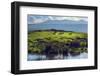 Zebras on Green Grassy Hill. Ngorongoro Crater, Tanzania, Africa-Michal Bednarek-Framed Photographic Print