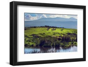 Zebras on Green Grassy Hill. Ngorongoro Crater, Tanzania, Africa-Michal Bednarek-Framed Photographic Print