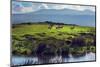 Zebras on Green Grassy Hill. Ngorongoro Crater, Tanzania, Africa-Michal Bednarek-Mounted Photographic Print