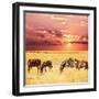 Zebras on Lake-Andrushko Galyna-Framed Photographic Print