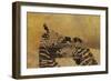 Zebras on Ochre-Whoartnow-Framed Giclee Print