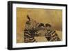 Zebras on Ochre-Whoartnow-Framed Giclee Print