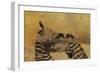 Zebras on Ochre-Whoartnow-Framed Giclee Print