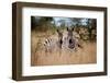 Zebras on the Savannah-Gary Tognoni-Framed Photographic Print