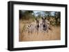 Zebras on the Savannah-Gary Tognoni-Framed Photographic Print