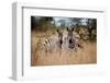 Zebras on the Savannah-Gary Tognoni-Framed Photographic Print
