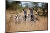 Zebras on the Savannah-Gary Tognoni-Mounted Photographic Print