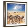 Zebras on Waterhole-Andrushko Galyna-Framed Photographic Print