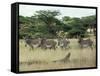 Zebras Pause on the Savannah in the Shaba Game Reserve-Chris Tomlinson-Framed Stretched Canvas
