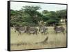 Zebras Pause on the Savannah in the Shaba Game Reserve-Chris Tomlinson-Framed Stretched Canvas