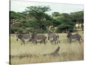 Zebras Pause on the Savannah in the Shaba Game Reserve-Chris Tomlinson-Stretched Canvas