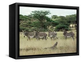 Zebras Pause on the Savannah in the Shaba Game Reserve-Chris Tomlinson-Framed Stretched Canvas