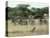 Zebras Pause on the Savannah in the Shaba Game Reserve-Chris Tomlinson-Stretched Canvas