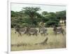 Zebras Pause on the Savannah in the Shaba Game Reserve-Chris Tomlinson-Framed Photographic Print