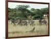 Zebras Pause on the Savannah in the Shaba Game Reserve-Chris Tomlinson-Framed Photographic Print