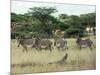 Zebras Pause on the Savannah in the Shaba Game Reserve-Chris Tomlinson-Mounted Photographic Print