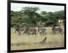 Zebras Pause on the Savannah in the Shaba Game Reserve-Chris Tomlinson-Framed Photographic Print