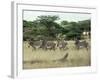 Zebras Pause on the Savannah in the Shaba Game Reserve-Chris Tomlinson-Framed Photographic Print