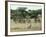 Zebras Pause on the Savannah in the Shaba Game Reserve-Chris Tomlinson-Framed Photographic Print