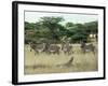 Zebras Pause on the Savannah in the Shaba Game Reserve-Chris Tomlinson-Framed Photographic Print