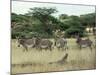 Zebras Pause on the Savannah in the Shaba Game Reserve-Chris Tomlinson-Mounted Photographic Print