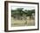 Zebras Pause on the Savannah in the Shaba Game Reserve-Chris Tomlinson-Framed Photographic Print