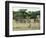 Zebras Pause on the Savannah in the Shaba Game Reserve-Chris Tomlinson-Framed Photographic Print