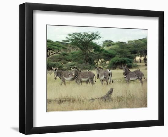 Zebras Pause on the Savannah in the Shaba Game Reserve-Chris Tomlinson-Framed Photographic Print