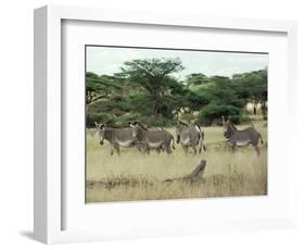 Zebras Pause on the Savannah in the Shaba Game Reserve-Chris Tomlinson-Framed Photographic Print