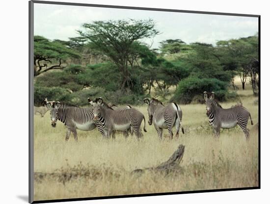 Zebras Pause on the Savannah in the Shaba Game Reserve-Chris Tomlinson-Mounted Photographic Print