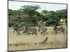 Zebras Pause on the Savannah in the Shaba Game Reserve-Chris Tomlinson-Mounted Photographic Print