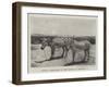 Zebras Presented to the Queen by Menelik II-null-Framed Giclee Print