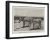 Zebras Presented to the Queen by Menelik II-null-Framed Giclee Print