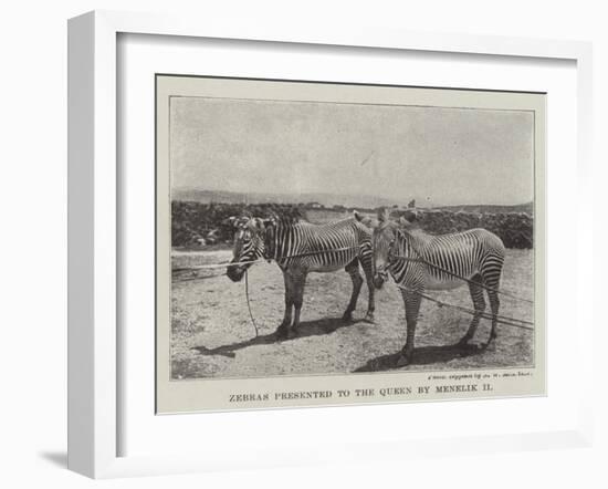 Zebras Presented to the Queen by Menelik II-null-Framed Giclee Print