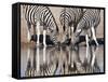 Zebras Reflected in a Water Hole, Etosha National Park, Namibia, Africa-Wendy Kaveney-Framed Stretched Canvas