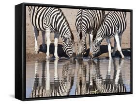 Zebras Reflected in a Water Hole, Etosha National Park, Namibia, Africa-Wendy Kaveney-Framed Stretched Canvas